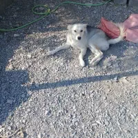 واگذار سگ هاسگی|سگ|سبزوار, امیر کبیر|دیوار