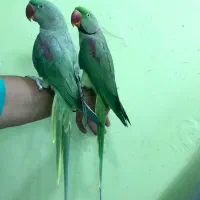 جفت شاه طوطی فول رام و چلوندنی