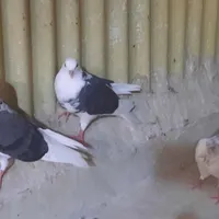 کفتر جوجه و کهنه و موقلوف ابلغ درجه یک پرشی به شرط|پرنده|تهران, آرژانتین|دیوار