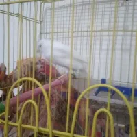 قناری|پرنده|حاجی آباد, |دیوار