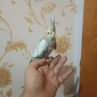 جوجه عروس هلندی