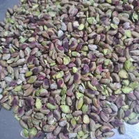 مغز پسته کوهی