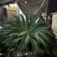 سیکاس