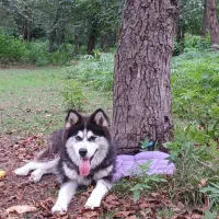 واگذاری سگ هاسکی فروشی