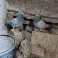 کبوتر پلاکی