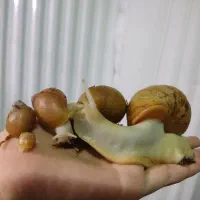 حلزون اچاتیناسایز جوجه تاپیش مولد برای حلزون تراپی|خزنده|تبریز, |دیوار
