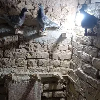 هفتا ماده پرشی ضدو خوردی|پرنده|مشهد, گاز|دیوار