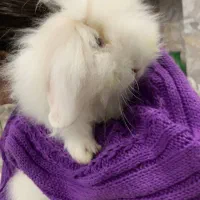 خرگوش|موش و خرگوش|مشهد, طلاب|دیوار