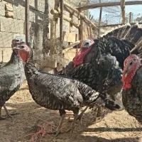 بوقلمون بالغ و خروس محلی|حیوانات مزرعه|شریف‌آباد, |دیوار