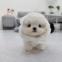 هاپو فنجونی|سگ|اردبیل, |دیوار