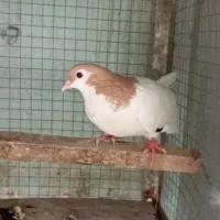 کبوتر و کفتر خال سرخ ماده