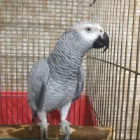 کاسکو باهوش سخنگو رام