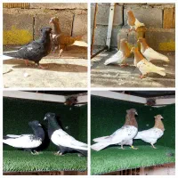 کله زرد و سرخ و دمسفید سینه سیاه