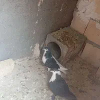 کلاغ کرباتی چپ و ساده|پرنده|چناران, |دیوار