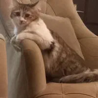 واگذاری گربه باهوش و مهربان|گربه|تهران, هروی|دیوار