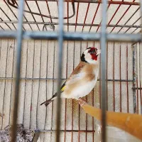سهره|پرنده|شیراز, شهرک گلها|دیوار