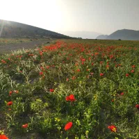 دوربین شکاری