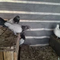 کفتر|پرنده|کبودرآهنگ, |دیوار