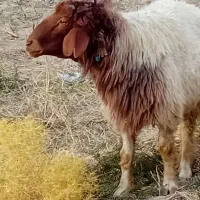 دو عدد قوچ جوان