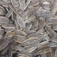 تخمه درشت و درجه یک