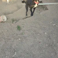 سگ نگهبان|سگ|فنوج, |دیوار