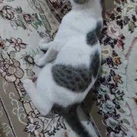 گربه کاملا رایگان