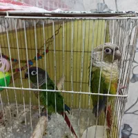 فروش پرنده گرنچینک|پرنده|بندر ماهشهر, |دیوار