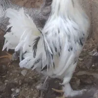 خروس لری پاپر کاکل  گلین