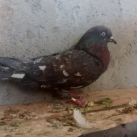 کبوتر ماده بادنجونی جلد اهواز پرشی به شرط|پرنده|ایذه, |دیوار