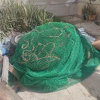 جل میگویی جاز