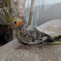 عروس هلندی|پرنده|رشت, کوی بیانی|دیوار