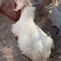 فروش بزغاله نر|حیوانات مزرعه|کهنوج, |دیوار