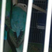 کتوله|پرنده|سراوان, |دیوار