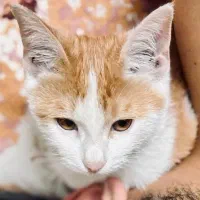 واگذاری فوریه گربه رایگان