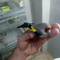 سهره دوگ کرمانی نشون دار|پرنده|جوادآباد, |دیوار