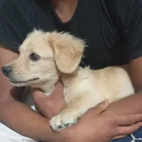 سگ پاپی|سگ|جهرم, |دیوار