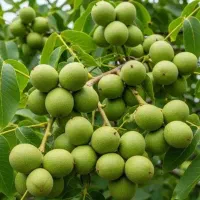 فروش عمده و خرده نهال در نهالستان تخصصی مهندس جودی