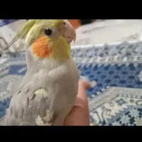 دوعددعروس هلندی بالغ ماده دستی