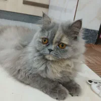 گربه بتریش  پرشین
