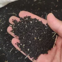 تره (بذر) طبس|گل و گیاه طبیعی|مشهد, ابرغن|دیوار