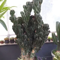 تخفیف بلک فراید گلخونه اسپلنت|گل و گیاه طبیعی|مشهد, شهرک صنعتی توس|دیوار