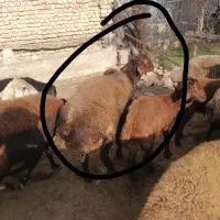 بره نر شیشک افشار ران اول 78کیلو