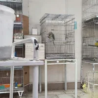 سلام شاه طوطی و ملنگو درجه یک|پرنده|خلیل آباد, |دیوار