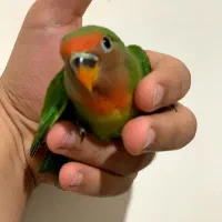 طوطی بریزیلی اوپال خاص|پرنده|سنندج, |دیوار