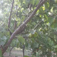 باغچه ۵۰۰متری پیشک۲|فروش زمین و ملک کلنگی|ماهدشت, |دیوار