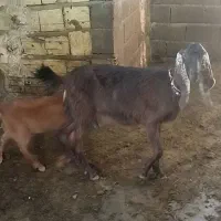 بزشیری با 2عدد بزغاله