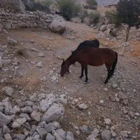 فروش مادیون|اسب و تجهیزات اسبسواری|کوه چنار, |دیوار