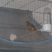 ۶ قناری سینه دارچین|پرنده|کرمان, |دیوار