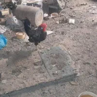 تعدادی مرغ تخم گذار