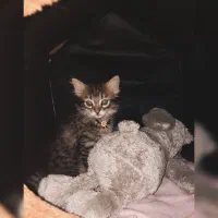 واگذاری گربه